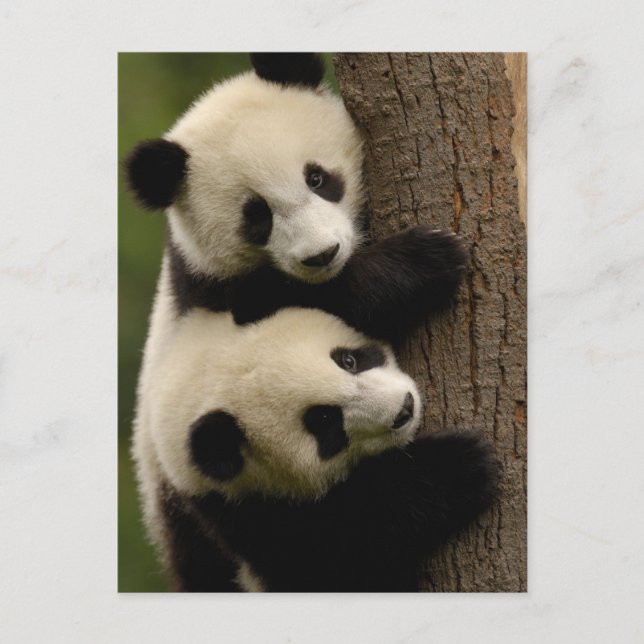 Cartão Postal Bebês panda gigantes (Ailuropoda melanoleuca) 2 (Frente)