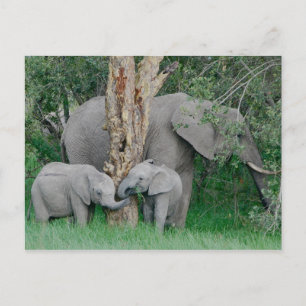 Cartão Postal Bebidas Espirituosas (2)