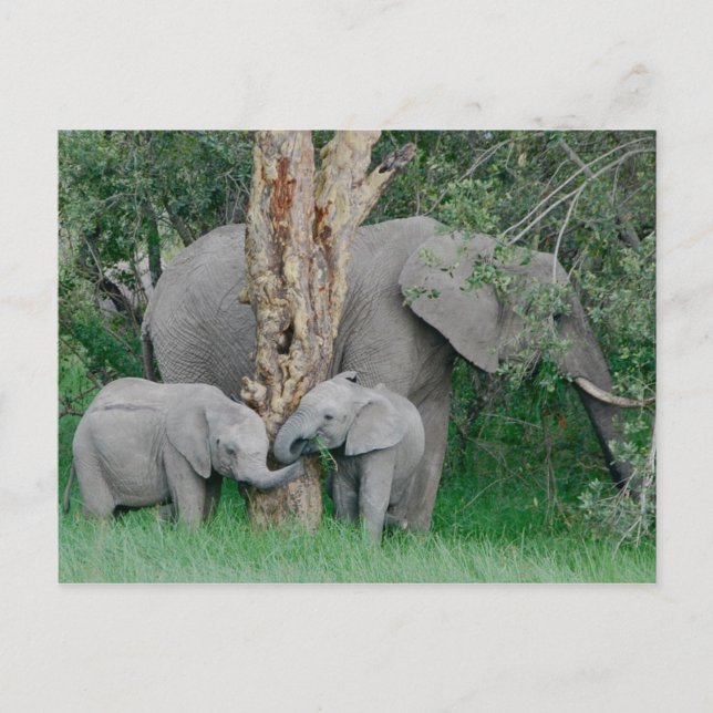 Cartão Postal Bebidas Espirituosas (2) (Frente)