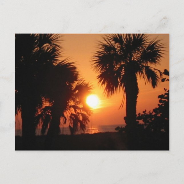 CARTÃO POSTAL BECKYS PALM TREES 4-2-02 (Frente)