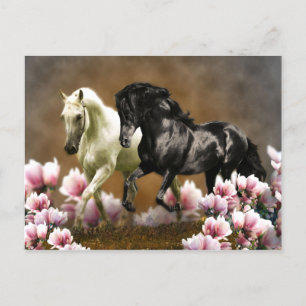 Cartão Postal Beco Magnolia - Cartão-postal