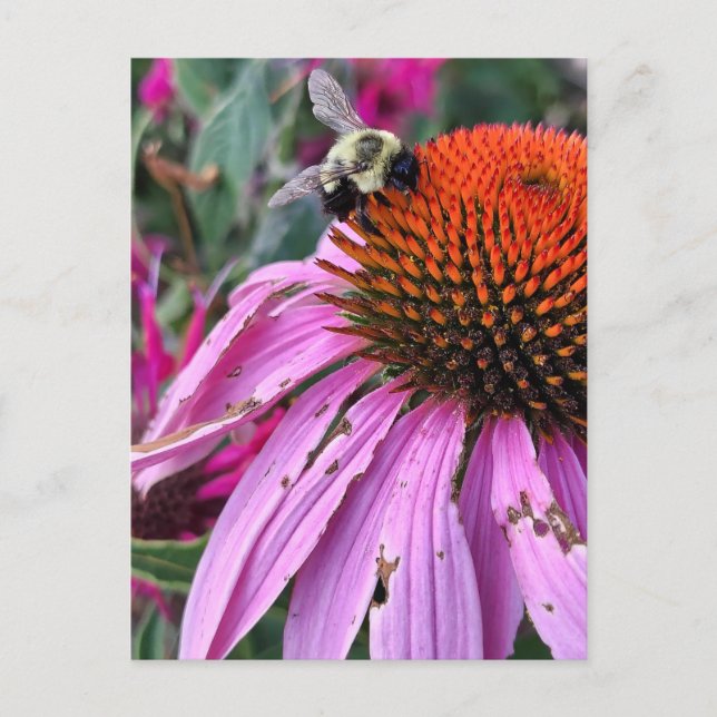 Cartão Postal Bee and Coneflower  (Frente)