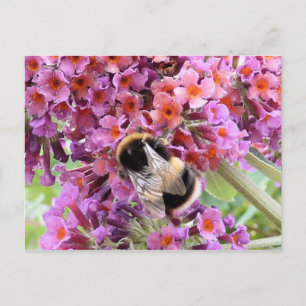 Cartão Postal Bee e buddleia