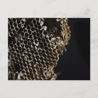 Cartão Postal Bee Hive
