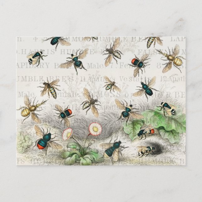 Cartão Postal Bee Honey Queen Bees Antique (Frente)