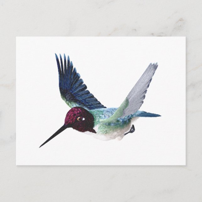 Cartão Postal Bee Hummingbird Male (Frente)