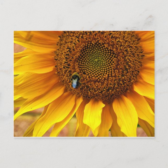 Cartão Postal Bee Sunny (Frente)