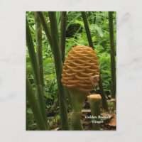 Beehive Ginger — Planta Tropical