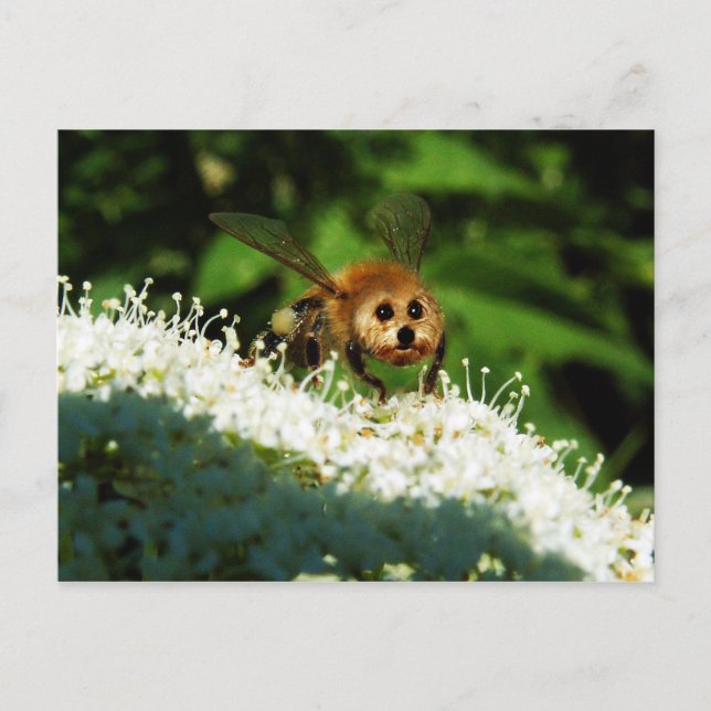 Cartão Postal Beeog (Frente)