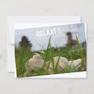 Cartão Postal Beer relaxt in natuur met Hollandse molen.