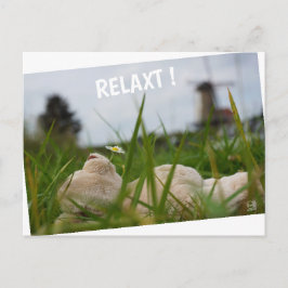 Cartão Postal Beer relaxt in natuur met Hollandse molen.