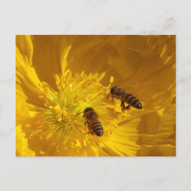 Cartão Postal Bees Postcard (Frente)