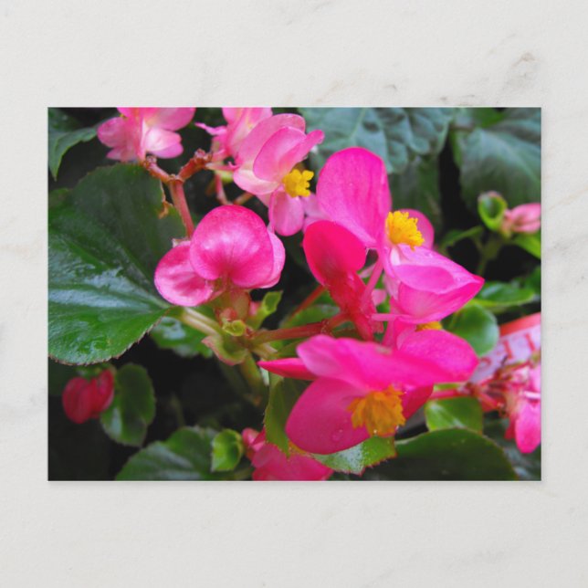 Cartão Postal Begonia rosa (Frente)