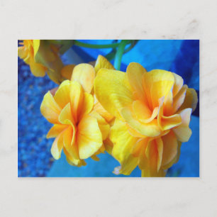 Cartão Postal Begonias Amarelas
