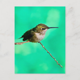 Cartão Postal beija-flor
