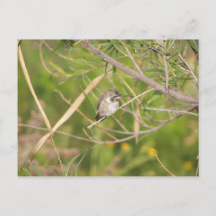 Cartão Postal beija-flor