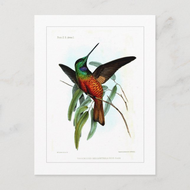 Cartão Postal Beija-flor (Frente)
