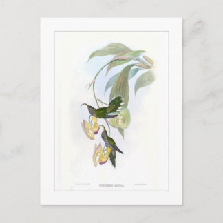 Cartão Postal Beija-flor