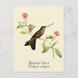 Cartão Postal Beija-flor Bronzeado dos Incas Arte Vintage