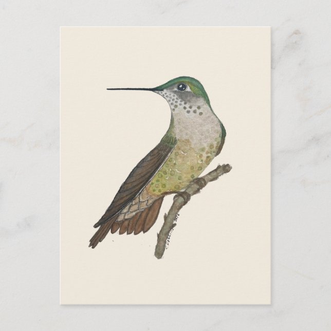 Cartão Postal Beija-flor Calliope fêmea (Frente)