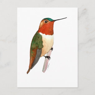 Cartão Postal Beija-flor-cinza