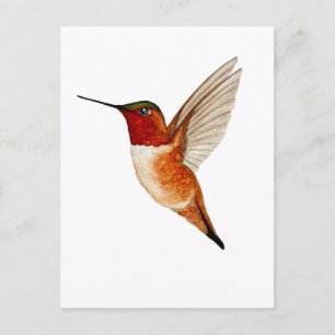 Cartão Postal Beija-flor-cinza
