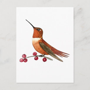 Cartão Postal Beija-flor-cinza