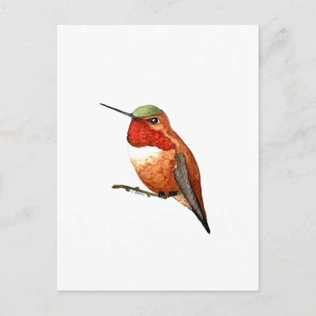 Cartão Postal Beija-flor-cinza (Frente)