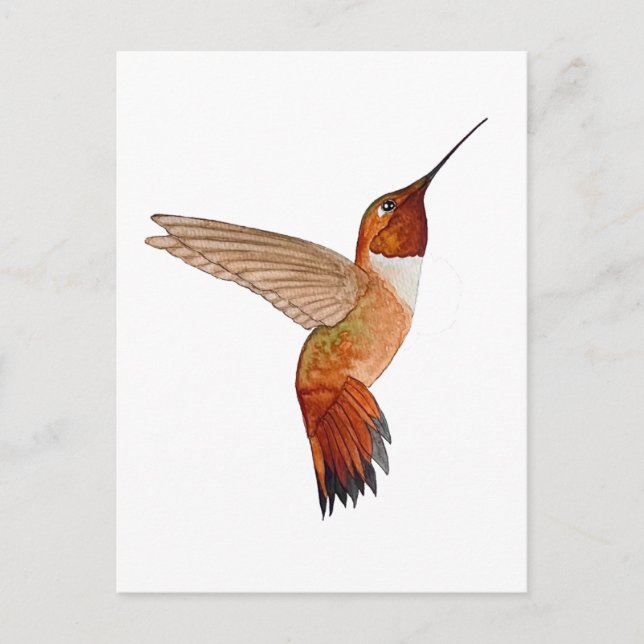 Cartão Postal Beija-flor-cinza (Frente)