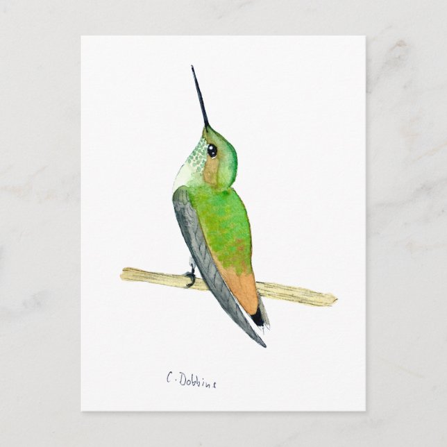 Cartão Postal beija-flor-de-Allen (Frente)