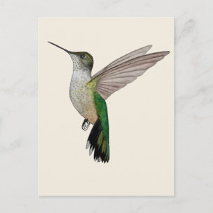 Cartão Postal Beija-flor-de-Anna