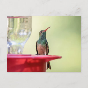 Cartão Postal Beija-flor-de-barriga-batana no Texas