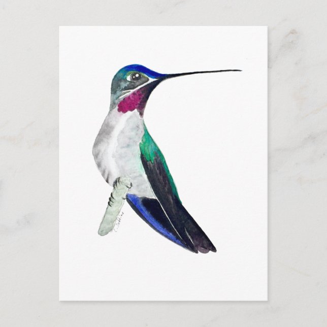 Cartão Postal Beija-flor-de-bico-comprido (Frente)