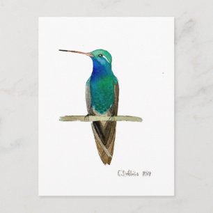 Cartão Postal Beija-flor-de-bico-largo