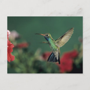 Cartão Postal Beija-flor-de-bico-largo, Cynanthus