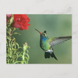 Cartão Postal Beija-flor-de-bico-largo macho
