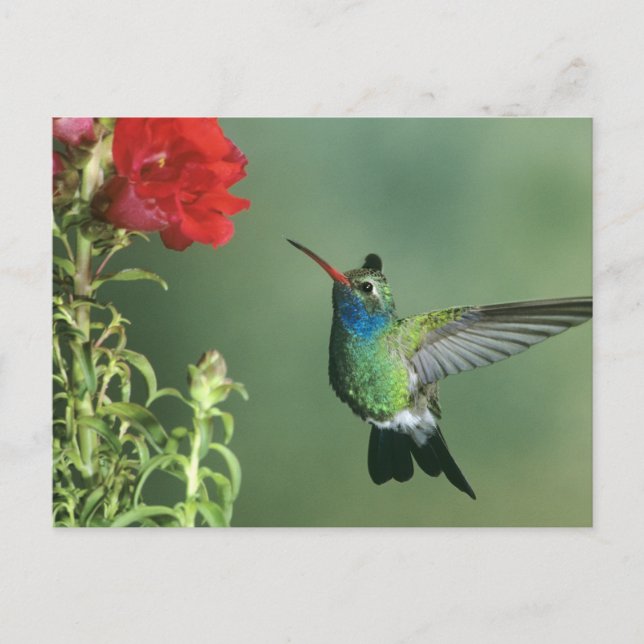 Cartão Postal Beija-flor-de-bico-largo macho (Frente)
