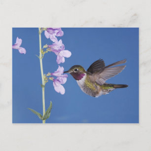Cartão Postal Beija-flor-de-cauda-larga, Selasphorus