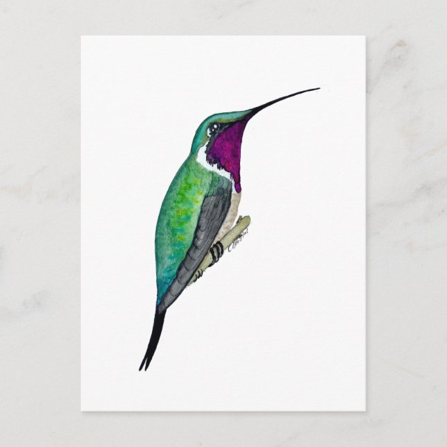 Cartão Postal Beija-flor-de-cauda-vermelha (Frente)