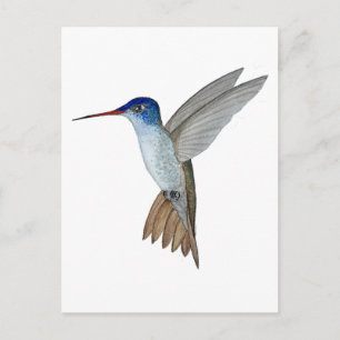 Cartão Postal Beija-flor-de-coroa-roxa