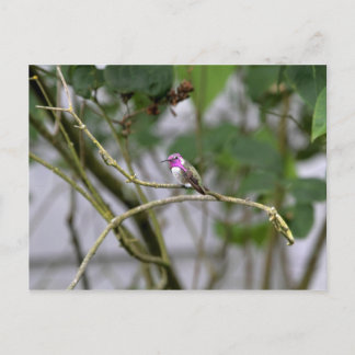 Cartão Postal Beija-flor-de-Costa