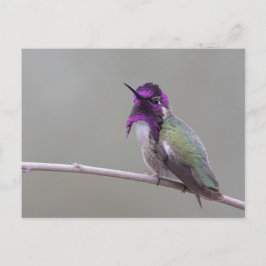 Cartão Postal beija-flor-de-Costa