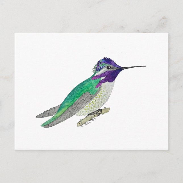 Cartão Postal Beija-flor-de-Costa (Frente)