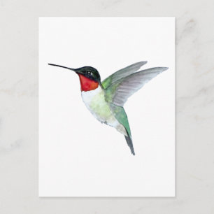 Cartão Postal Beija-flor-de-garganta-rubí