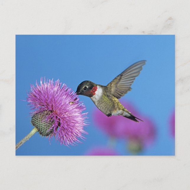 Cartão Postal Beija-flor-de-garganta-rubi (Frente)