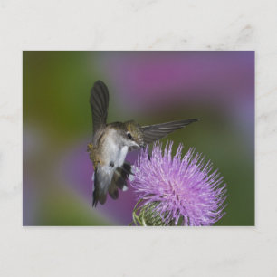 Cartão Postal Beija-flor-de-garganta-rubi em voo no cardo