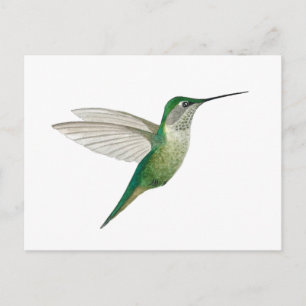 Cartão Postal Beija-flor-de-garganta-rubí fêmea