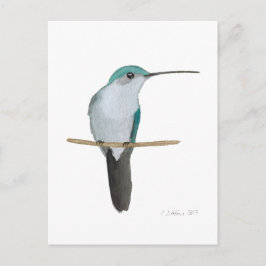 Cartão Postal Beija-flor-de-garganta-rubí juvenil