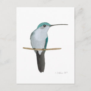 Cartão Postal Beija-flor-de-garganta-rubí juvenil