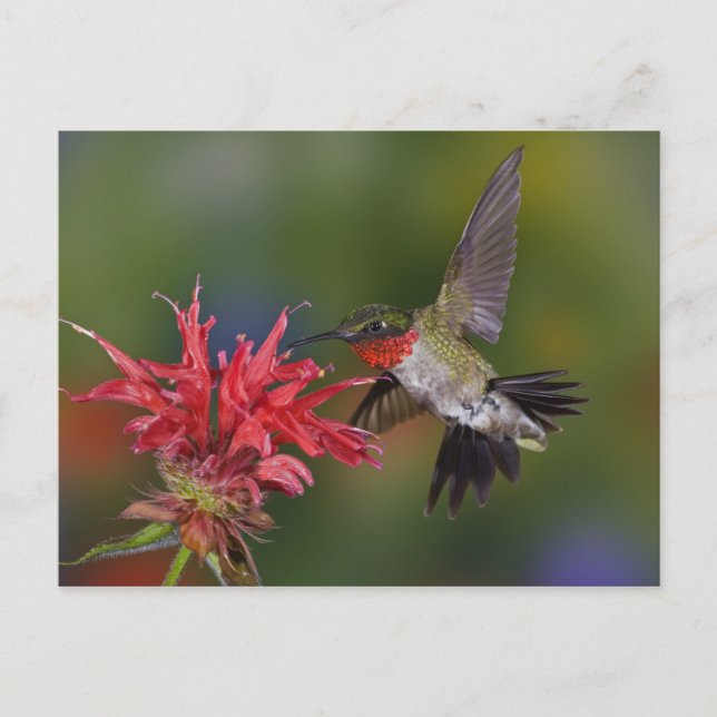 Cartão Postal Beija-flor-de-garganta-rubí macho (Frente)